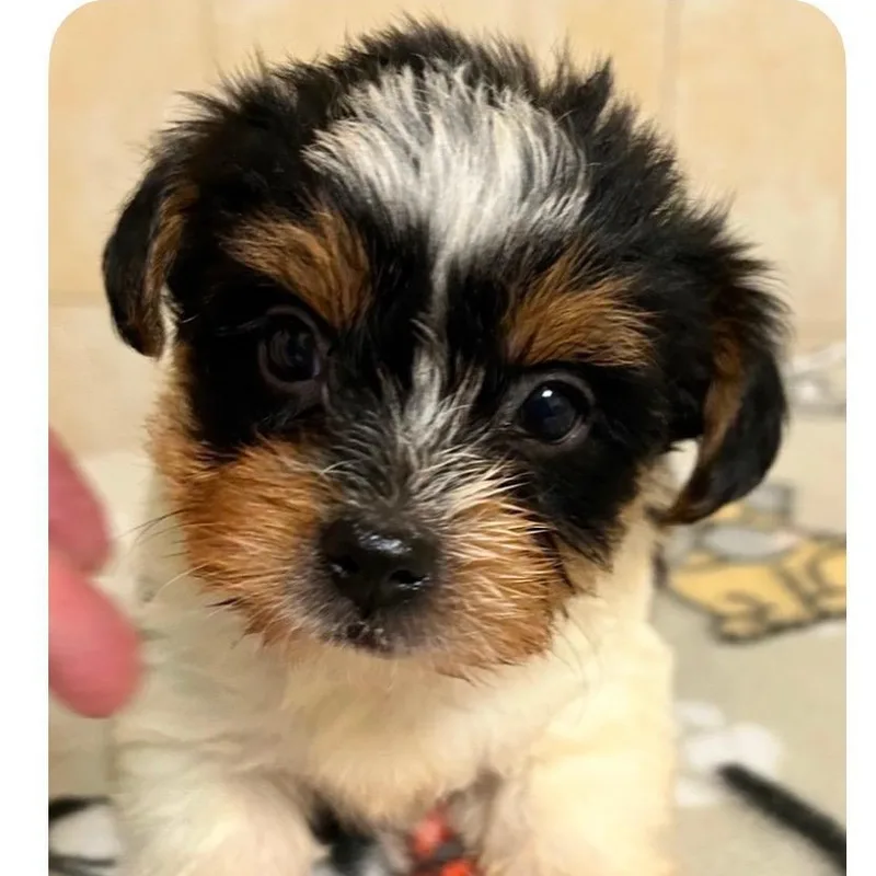 A baby small-sized male Yorkshire Terrier dog named Hunter for adoption in Bartonsville, PA