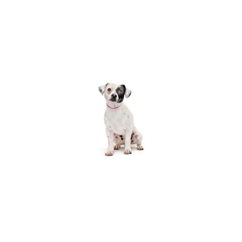 A young small-sized male White / Cream Mixed Breed dog named Prince Zuko for adoption in Playa Vista, CA