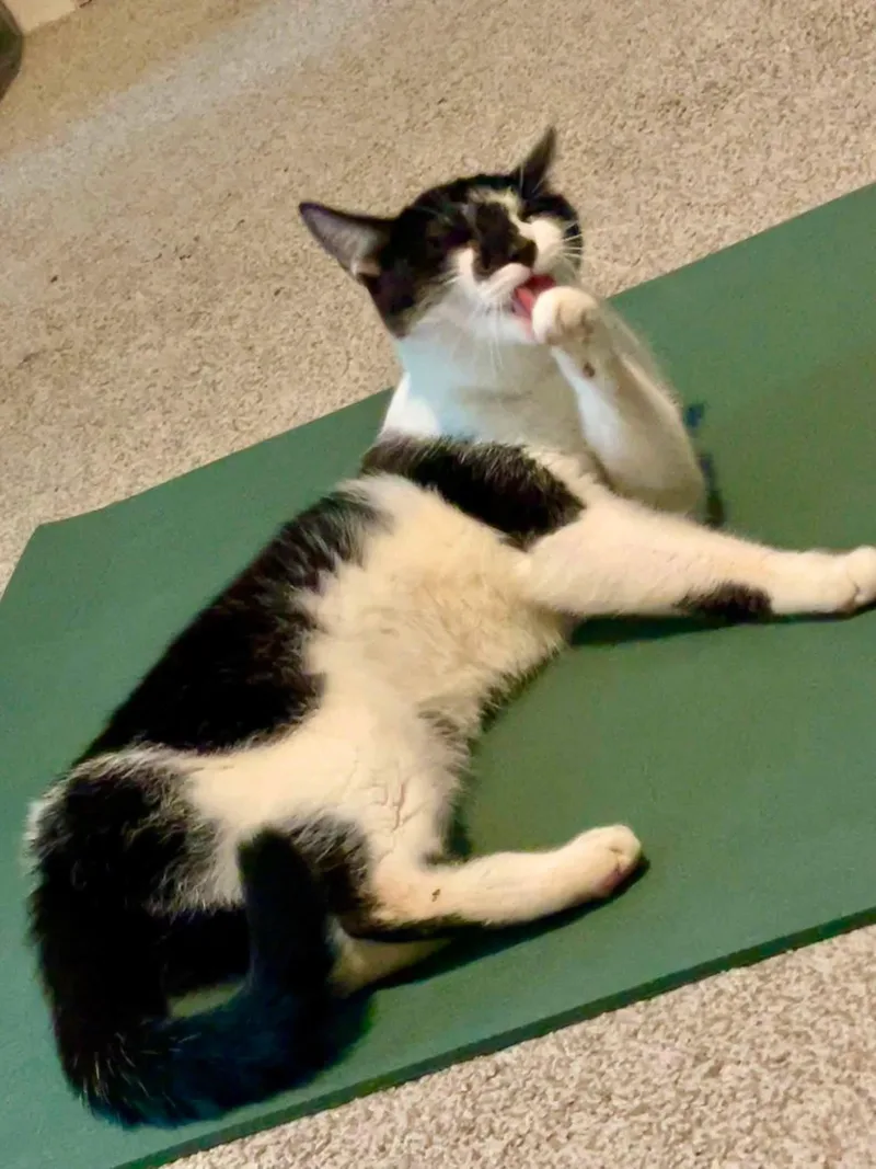 A baby medium-sized female Black & White / Tuxedo Domestic Short Hair cat named Rascal for adoption in Lewis Center, OH