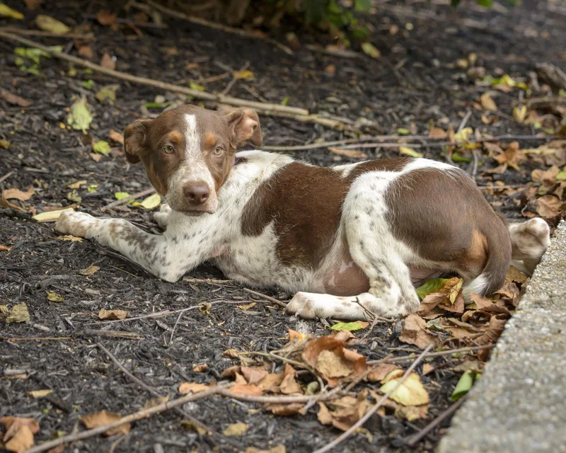 A baby medium-sized female White / Cream Hound dog named Brynn for adoption in Lambertville, NJ