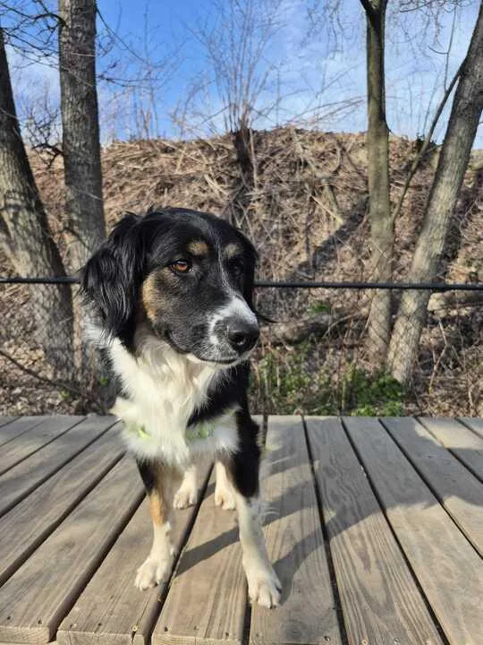A young large-sized male Shepherd dog named George for adoption in Elmsford, NY