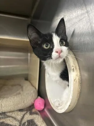 A baby medium-sized female Domestic Short Hair cat named Sally for adoption in Picayune, MS