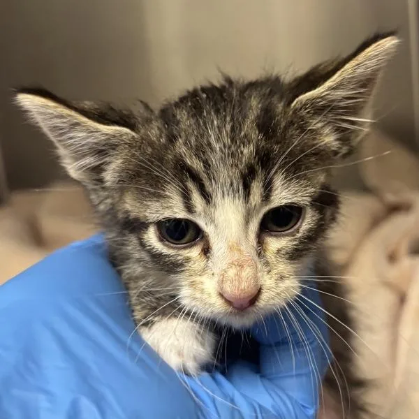 A baby medium-sized female Domestic Short Hair cat named Serval The Tiny for adoption in Silverdale, WA