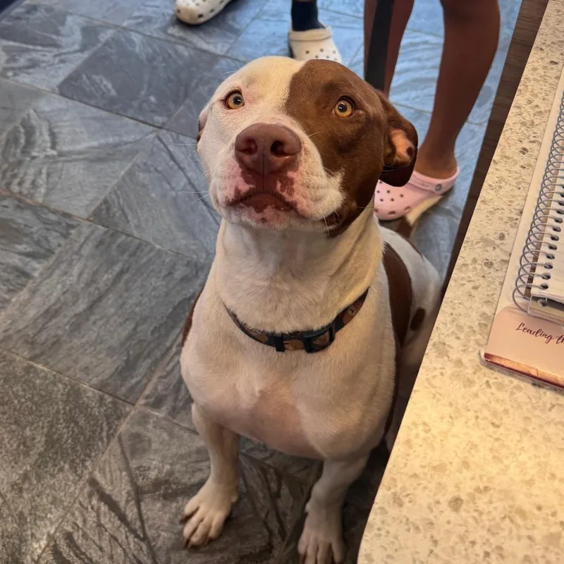 An adult large-sized male White / Cream Terrier dog named Dulce for adoption in Clearwater, FL