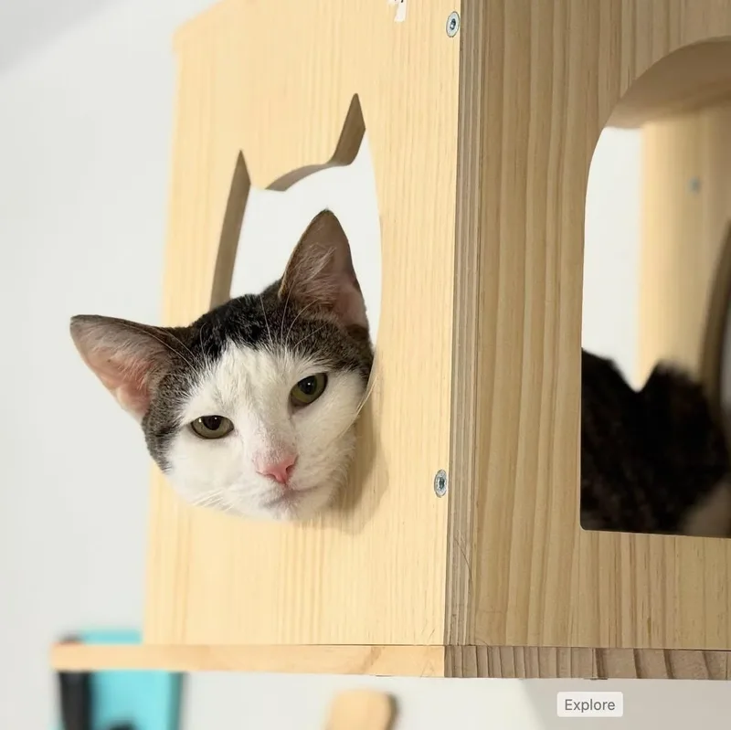 An adult medium-sized male Gray & White Domestic Short Hair cat named Ari for adoption in Bridgeport, CT
