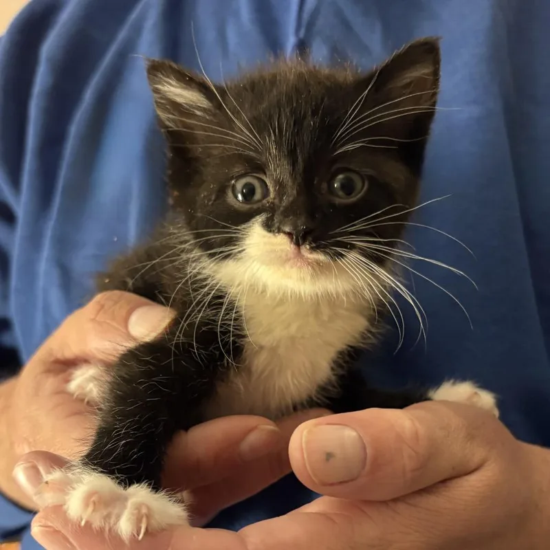 A baby small-sized female Domestic Short Hair cat named Stella for adoption in Portage, MI