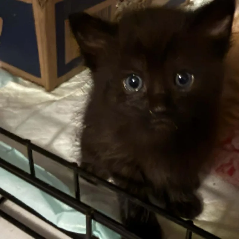 A baby small-sized male Black Domestic Short Hair cat named Albus for adoption in Johnstown, PA