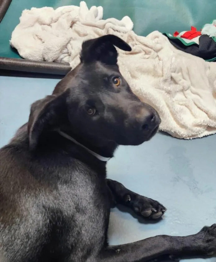 A young large-sized male Labrador Retriever dog named Samuel for adoption in Houston, TX
