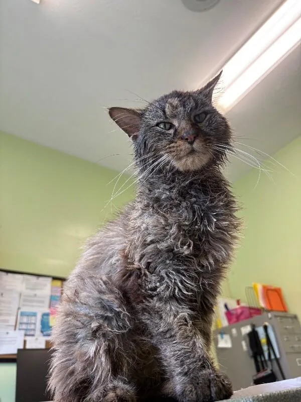 An adult medium-sized male Tabby (Brown / Chocolate) Domestic Long Hair cat named Anubis for adoption in Warren, PA