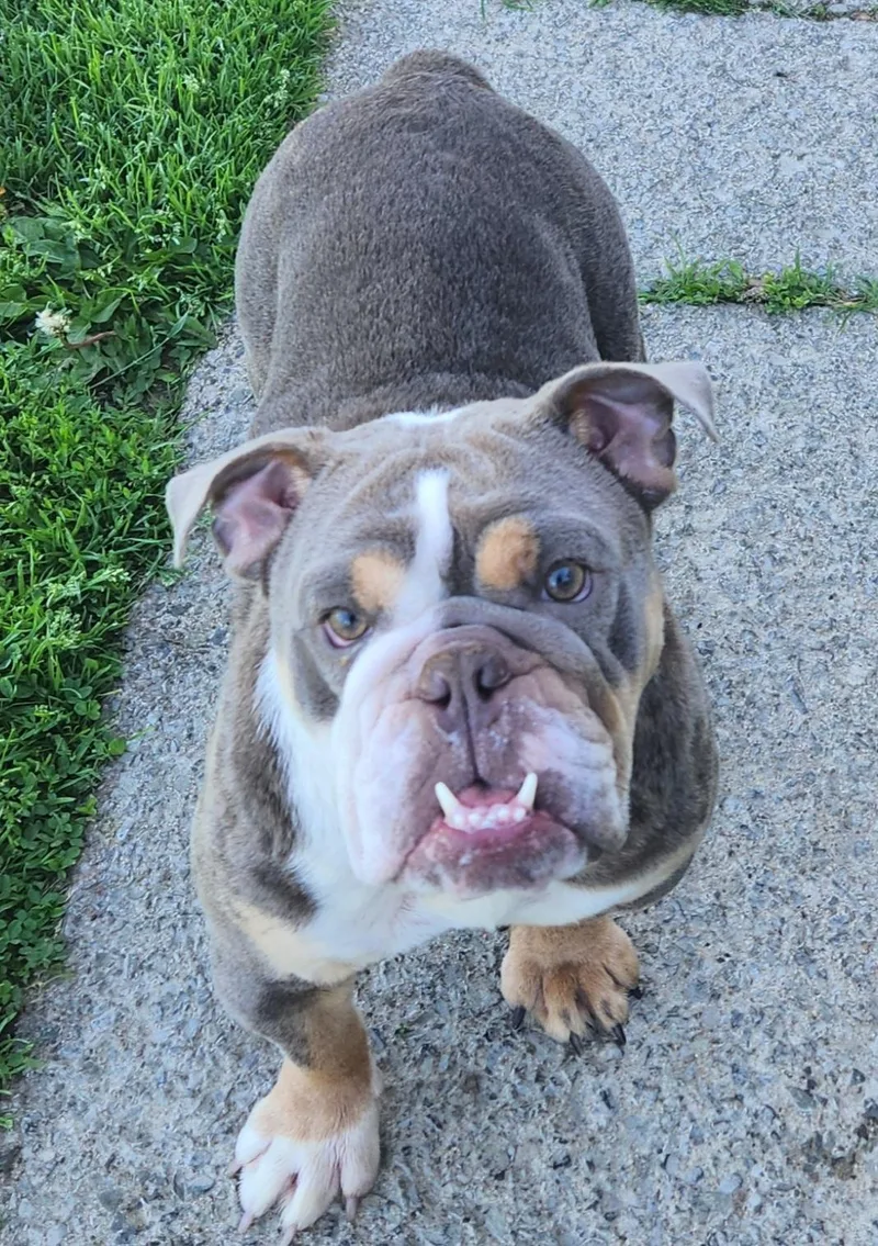 An adult medium-sized female English Bulldog dog named Maybel for adoption in Smithfield, PA