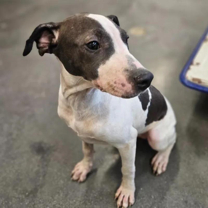 A young medium-sized female Gray / Blue / Silver American Staffordshire Terrier dog named Bebe for adoption in Lynchburg, VA