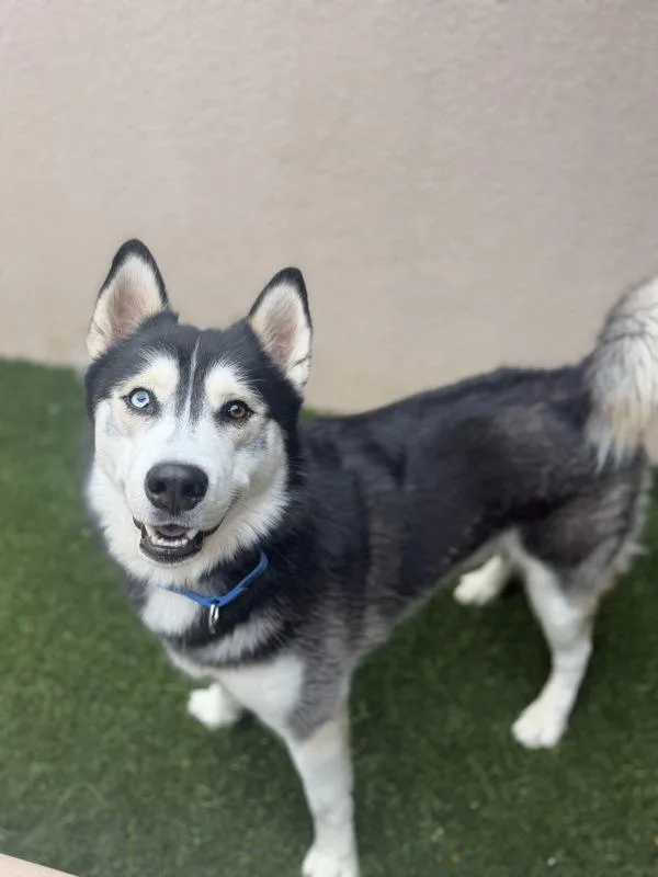 A young medium-sized male Siberian Husky dog named Chicken for adoption in San Diego, CA
