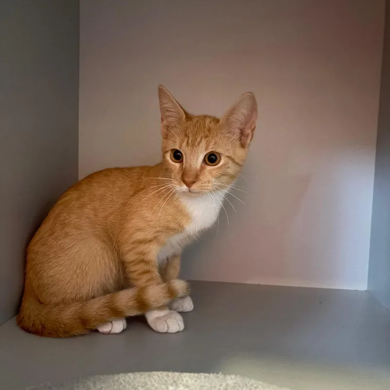 A baby small-sized male Domestic Short Hair cat named Peanut for adoption in Sarasota, FL