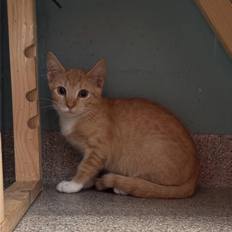 Peanut thumbnail 5