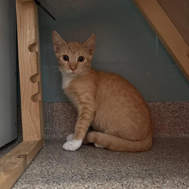 Peanut thumbnail 6