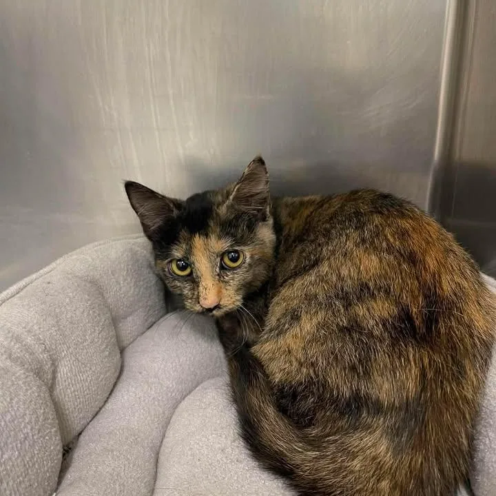 A young medium-sized female Tortoiseshell Domestic Short Hair cat named Tiana for adoption in Winthrop, ME
