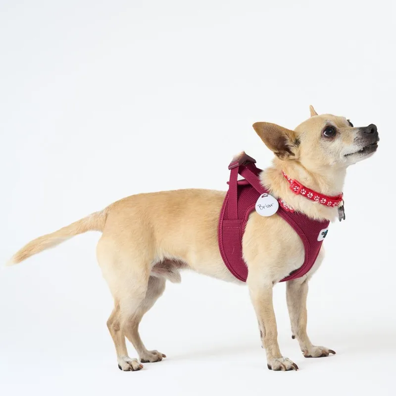 A senior small-sized male White / Cream Chihuahua dog named Briar for adoption in San Francisco, CA