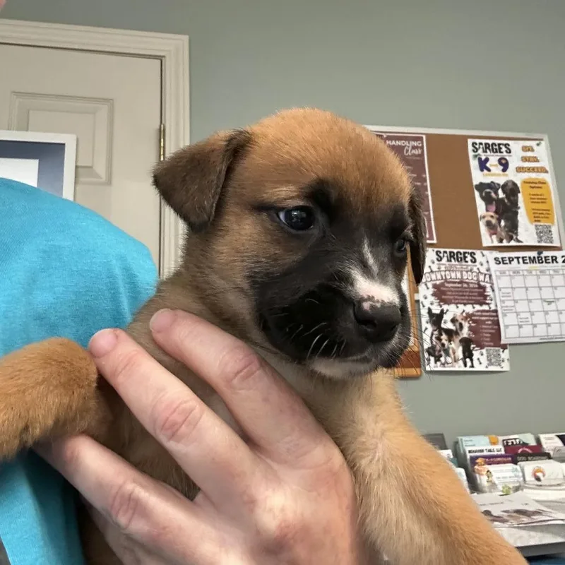 A baby small-sized female Yellow / Tan / Blond / Fawn Mixed Breed dog named Spinach for adoption in Waynesville, NC