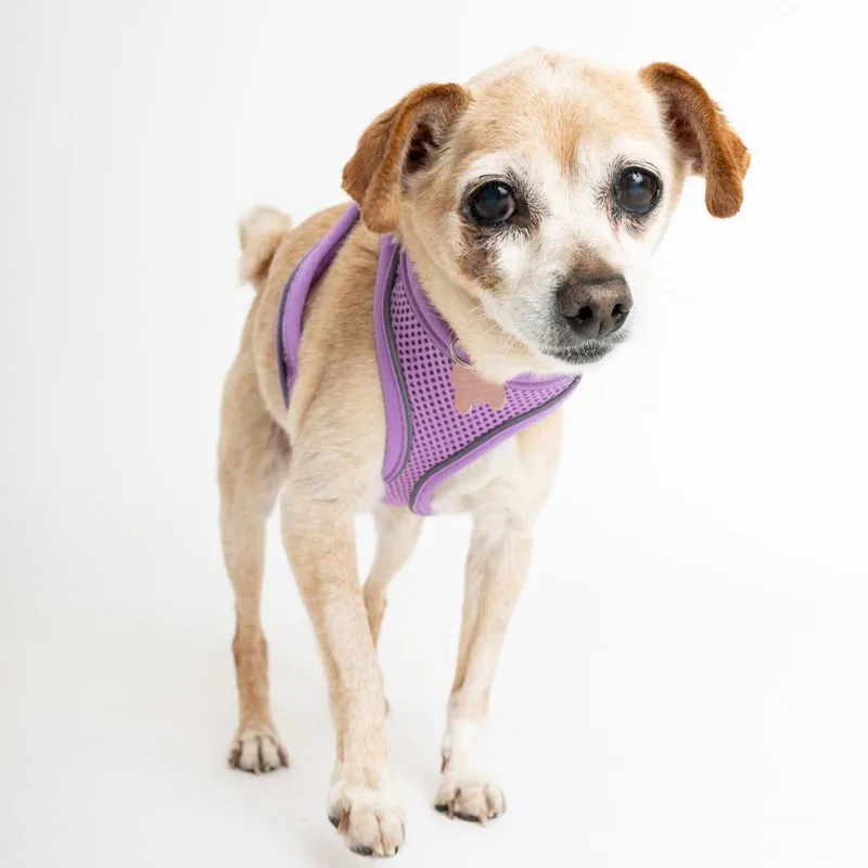 A senior small-sized female Yellow / Tan / Blond / Fawn Chihuahua dog named Kraft for adoption in San Francisco, CA