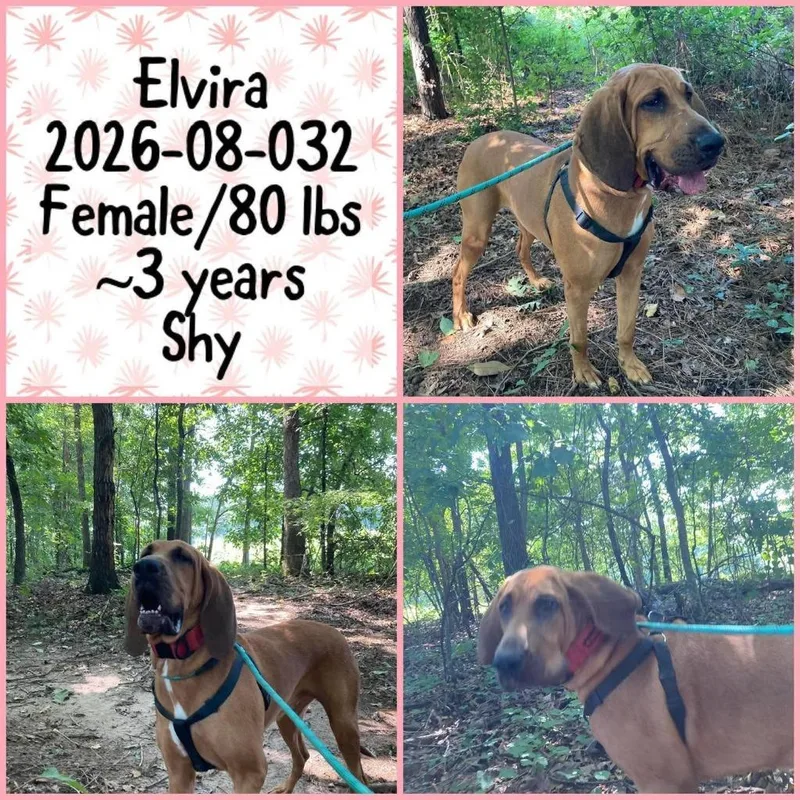 An adult large-sized female Hound dog named Elvira for adoption in Winder, GA