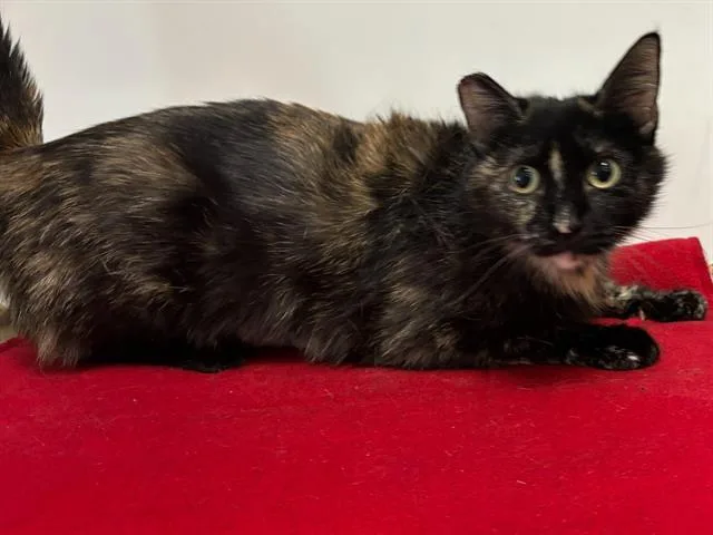 A young small-sized female Domestic Short Hair cat named Lexi for adoption in Sacramento, CA