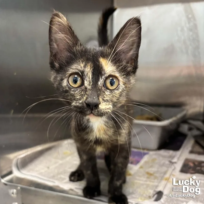 A baby medium-sized female Domestic Short Hair cat named Sunnymart for adoption in Washington, DC