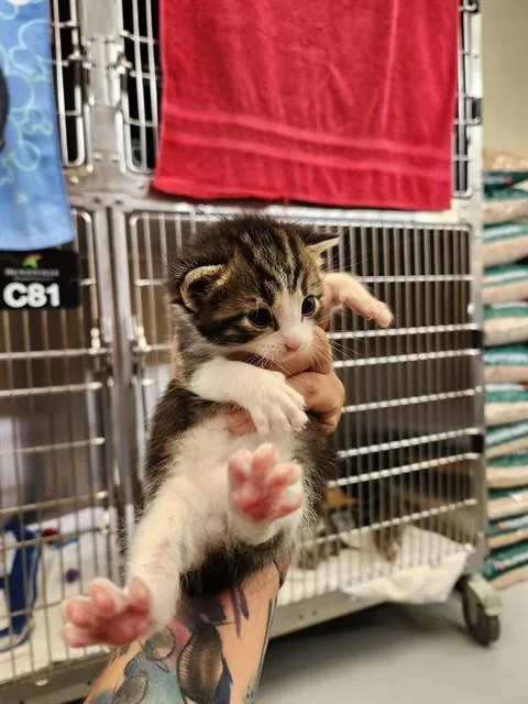 A baby medium-sized male Domestic Short Hair cat named David for adoption in Huntsville, AL