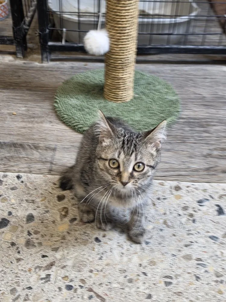 A baby small-sized female Domestic Medium Hair cat named Bobilina for adoption in Mishawaka, IN