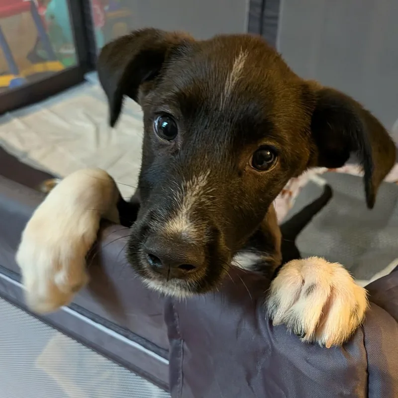 A baby medium-sized female Border Collie dog named Emma for adoption in Brockport, NY