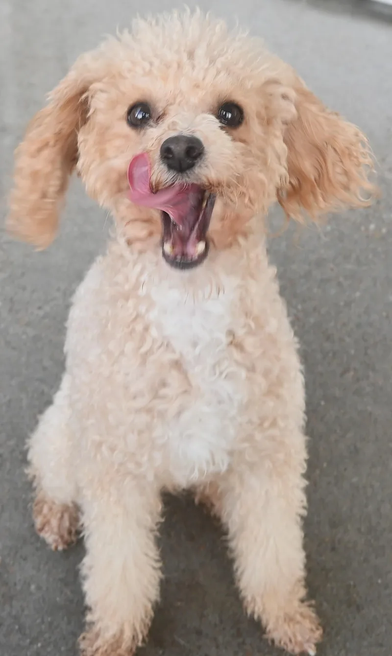 An adult small-sized male Poodle (Toy) dog named 22827 for adoption in Broken Arrow, OK
