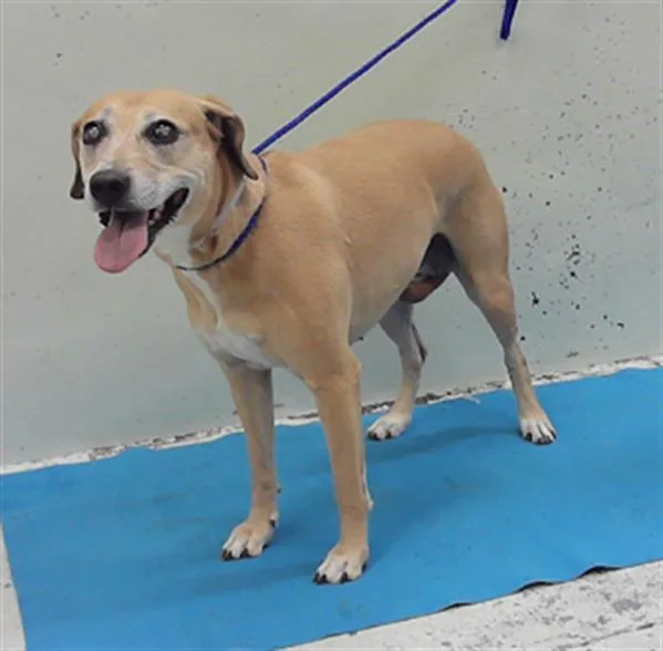 An adult medium-sized female Labrador Retriever dog named Juliana for adoption in Houston, TX