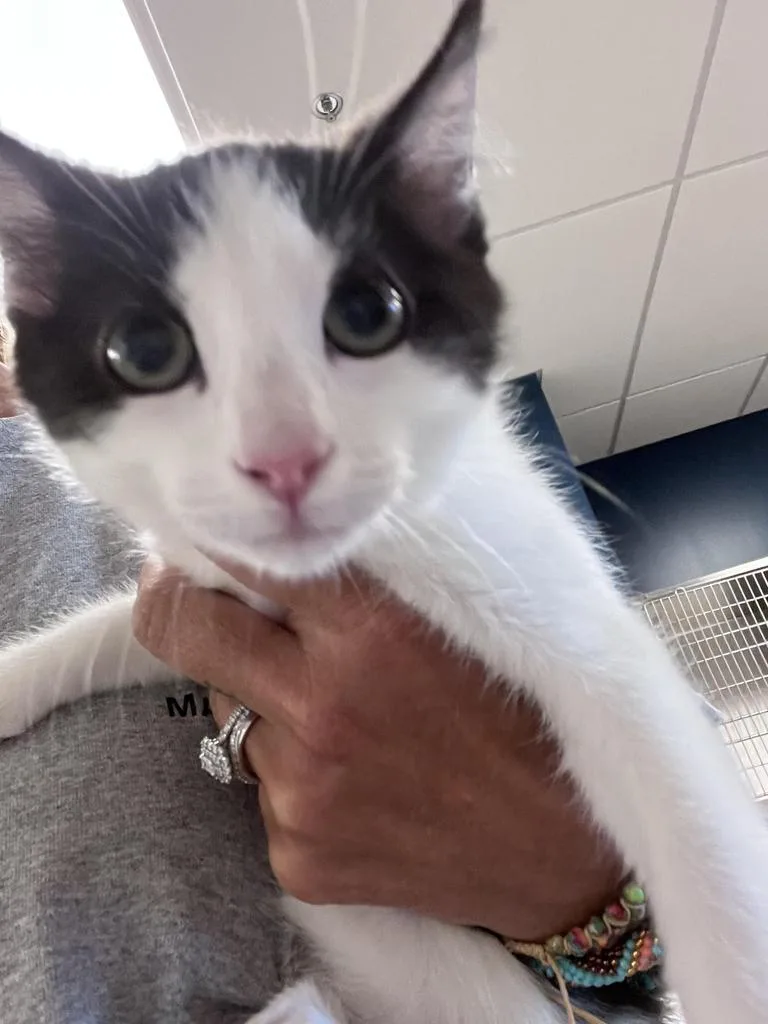 A baby large-sized female Domestic Medium Hair cat named Spaghetti for adoption in Greenfield, IN