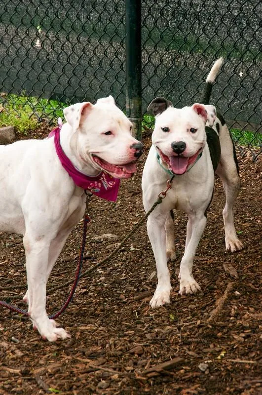An adult medium-sized male White / Cream Mixed Breed dog named Atmosphere for adoption in Cincinnati, OH