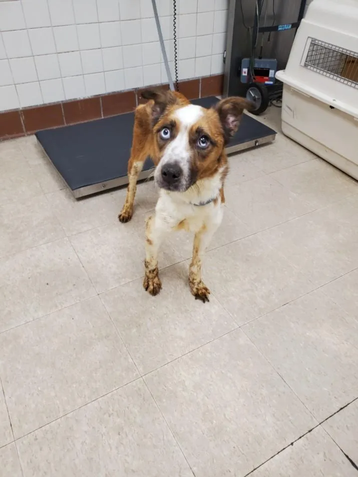 An adult medium-sized female Australian Cattle Dog / Blue Heeler dog named Ariel for adoption in Loveland, CO