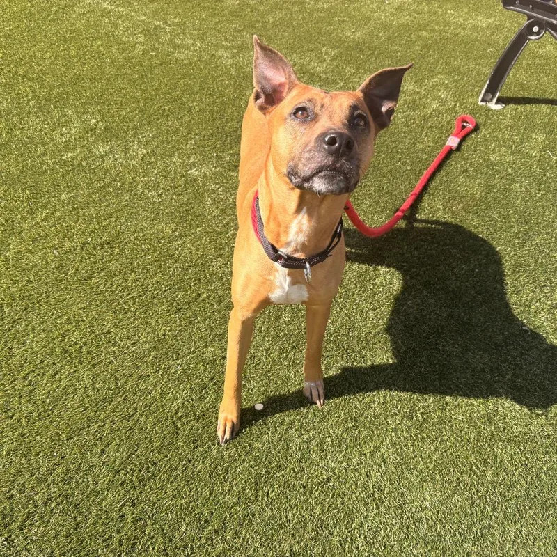 An adult medium-sized female Brown / Chocolate Mixed Breed dog named Fema for adoption in Philadelphia, PA