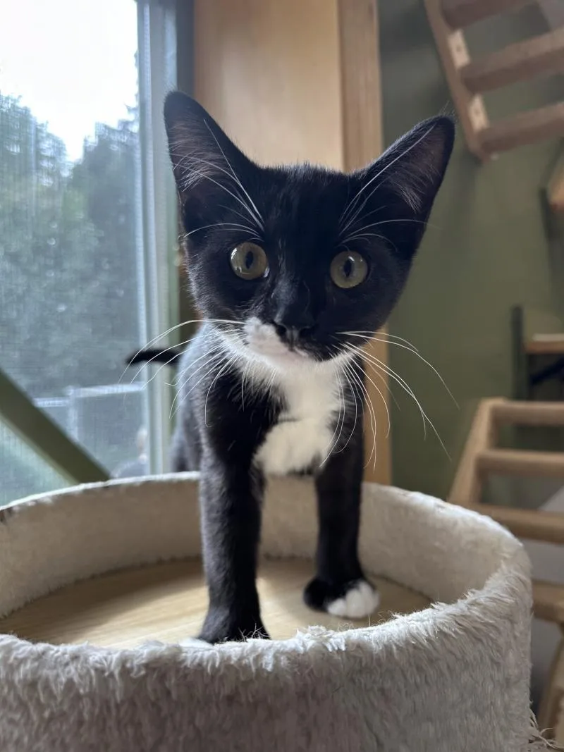 A young medium-sized female Black & White / Tuxedo Domestic Short Hair cat named Grace for adoption in Haines, AK
