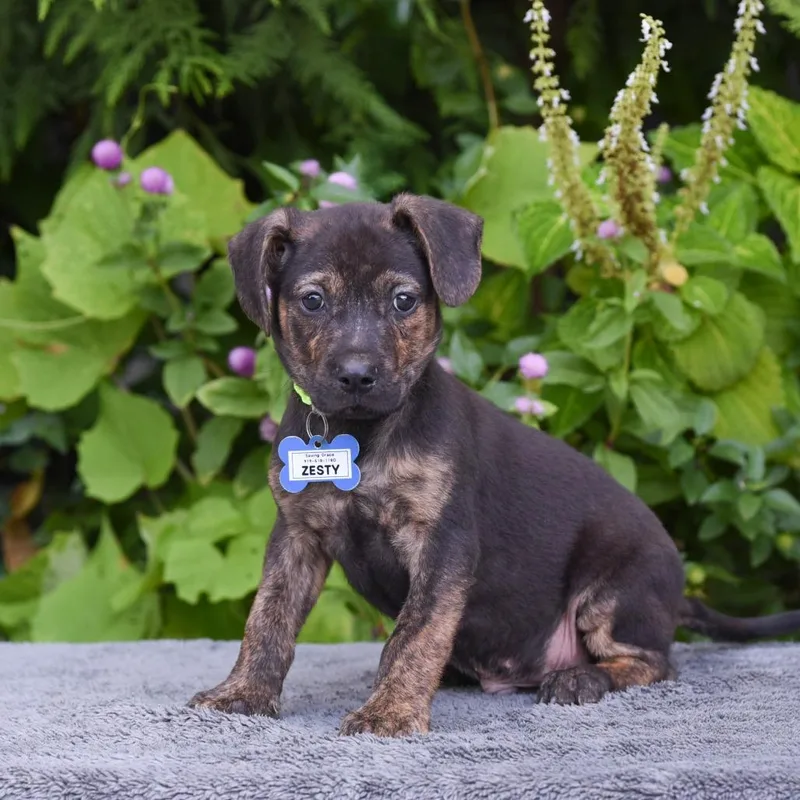 A baby small-sized male Terrier dog named Zesty for adoption in Wake Forest, NC