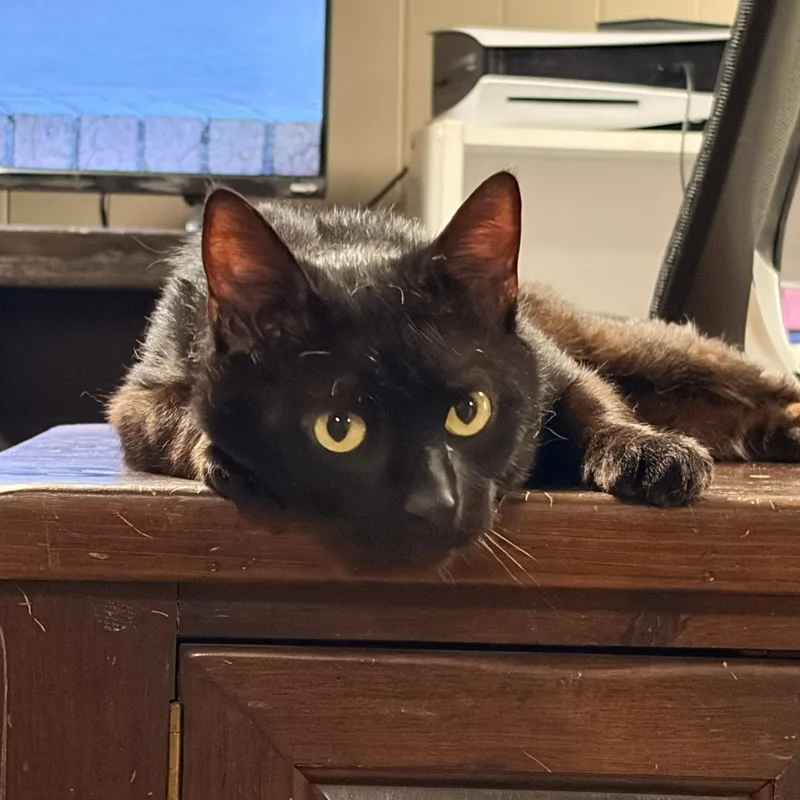An adult medium-sized male Black Domestic Short Hair cat named Loki for adoption in Lemoyne, PA