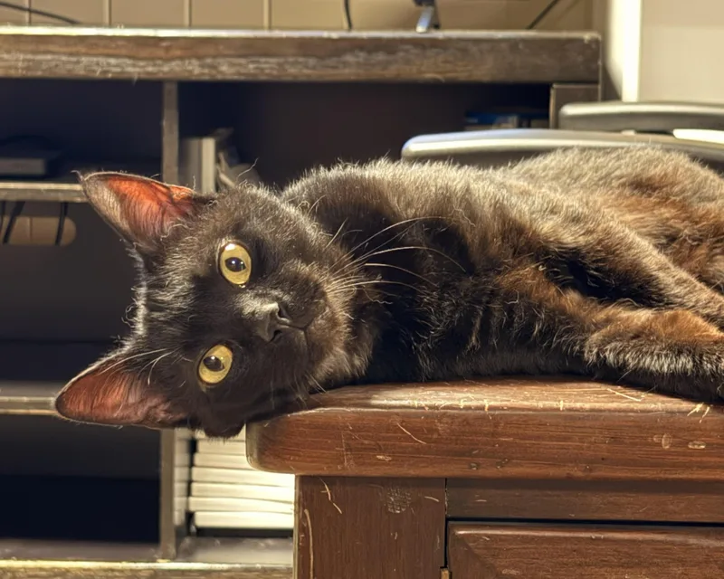 Loki thumbnail 3