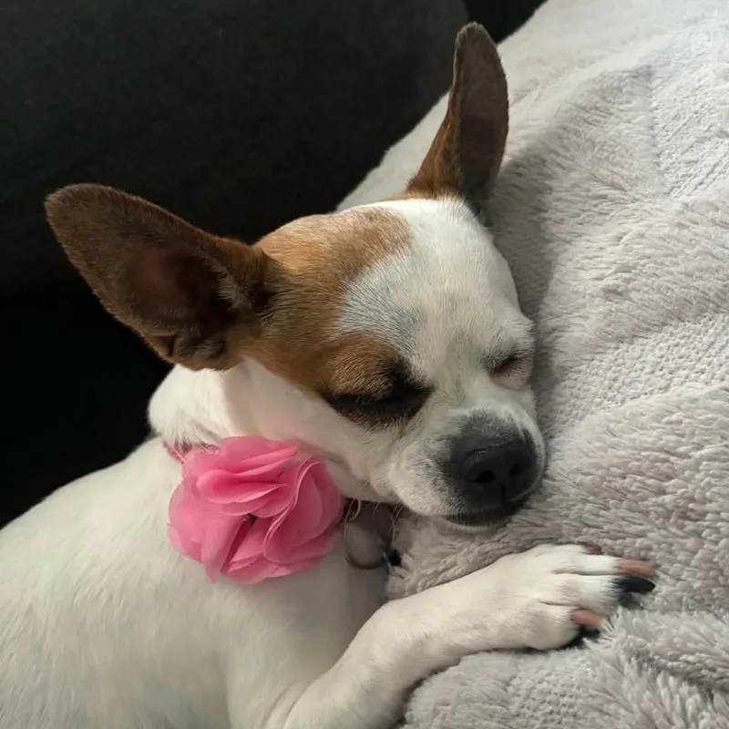 A young small-sized female Chihuahua dog named Katy for adoption in Cherry Hill, NJ