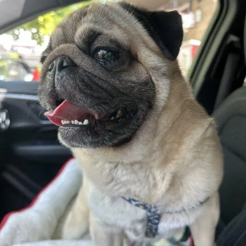 A young small-sized male Yellow / Tan / Blond / Fawn Pug dog named Hamlet for adoption in Seattle, WA