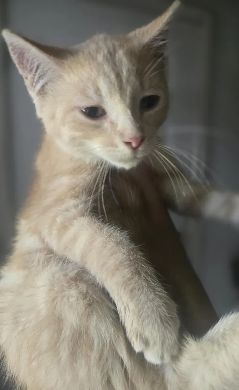 A baby medium-sized male Buff / Tan / Fawn Domestic Short Hair cat named Handsome Harrison for adoption in Elizabeth, PA