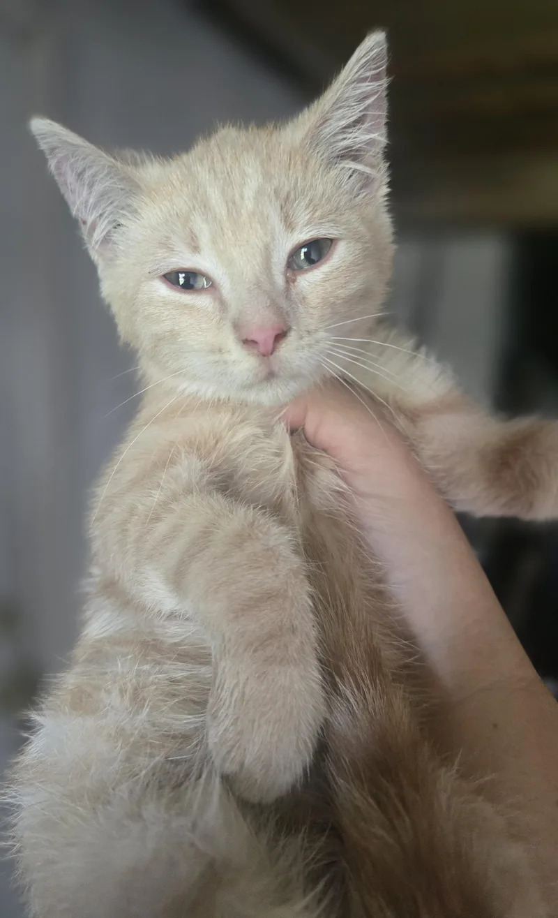 Handsome Harrison thumbnail 4