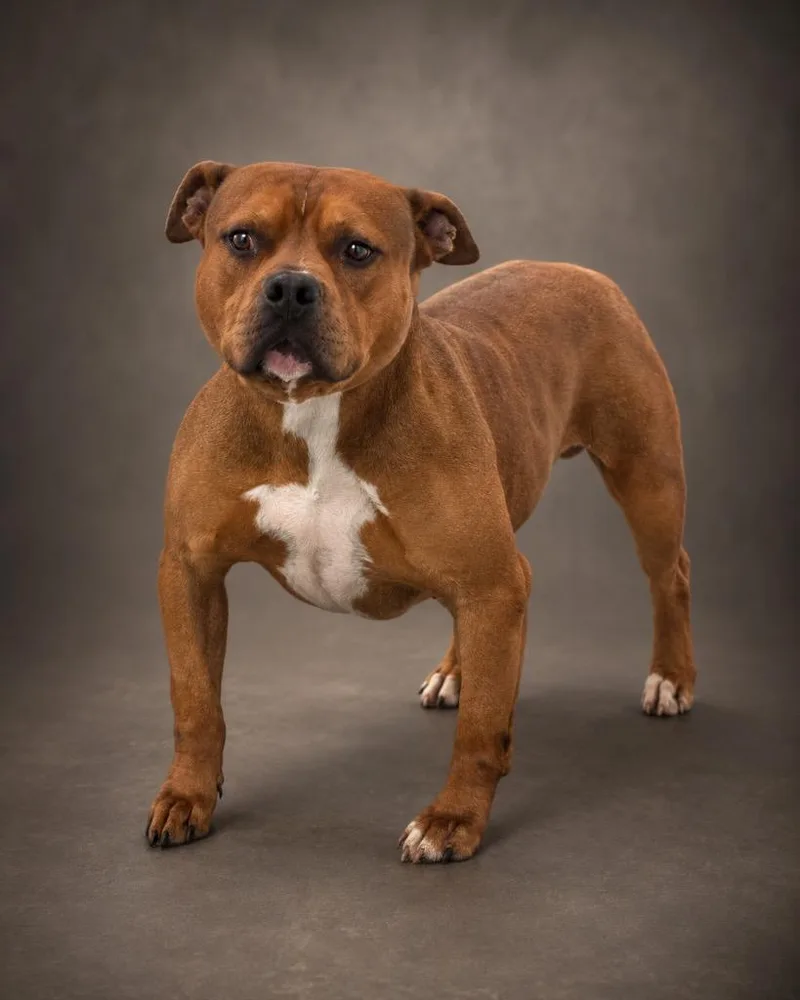 An adult medium-sized male American Bulldog dog named Arnie for adoption in Cobden, IL