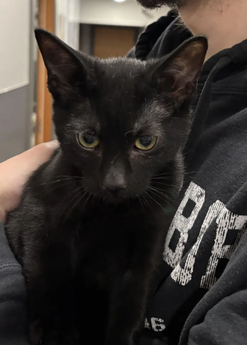 A young medium-sized male Domestic Short Hair cat named Enovy for adoption in Raymond, WA