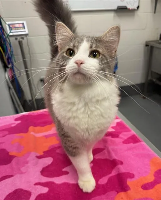 A young small-sized male Domestic Medium Hair cat named Barbeque for adoption in Peoria, IL