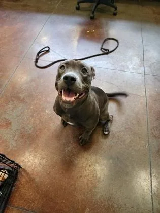 An adult medium-sized female Mixed Breed dog named Daphne for adoption in Independence, MO