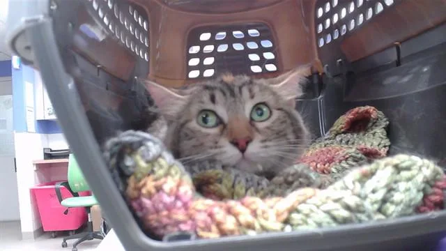 An adult small-sized female Domestic Short Hair cat named Angela for adoption in Omaha, NE