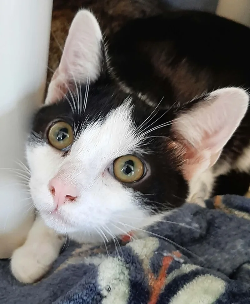 A young medium-sized female Domestic Short Hair cat named Maitland for adoption in Georgetown, OH