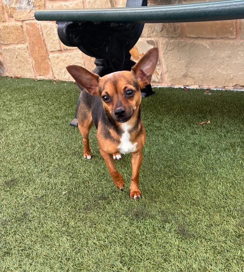 A young small-sized female Chihuahua dog named Pika for adoption in Seguin, TX